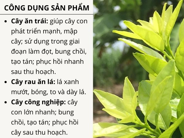 PHÂN BÓN CYTOGREEN N36 - ảnh 2