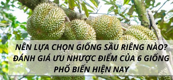 NÊN LỰA CHỌN GIỐNG SẦU RIÊNG NÀO? ĐÁNH GIÁ ƯU NHƯỢC ĐIỂM CỦA 6 GIỐNG PHỔ BIẾN HIỆN NAY
