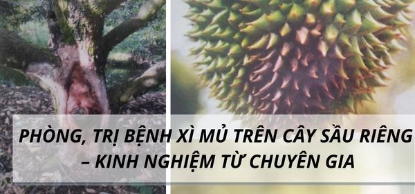 PHÒNG, TRỊ BỆNH XÌ MỦ TRÊN CÂY SẦU RIÊNG – KINH NGHIỆM TỪ CHUYÊN GIA