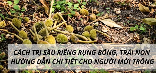 CÁCH TRỊ SẦU RIÊNG RỤNG BÔNG, TRÁI NON – HƯỚNG DẪN CHI TIẾT CHO NGƯỜI MỚI TRỒNG