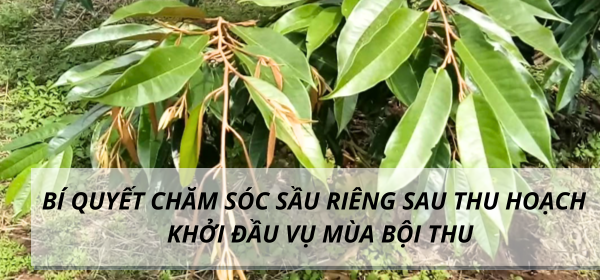 BÍ QUYẾT CHĂM SÓC SẦU RIÊNG SAU THU HOẠCH – KHỞI ĐẦU VỤ MÙA BỘI THU