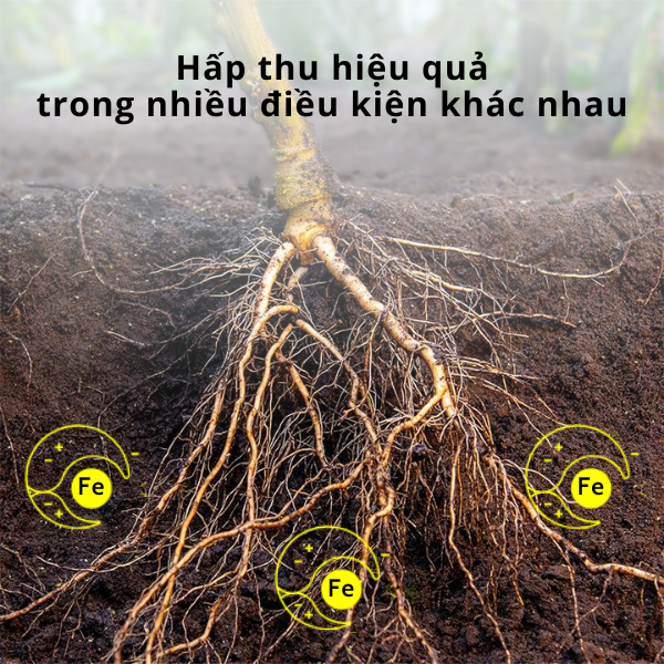 Vi lượng EDDHA Fe 6% - ảnh 3