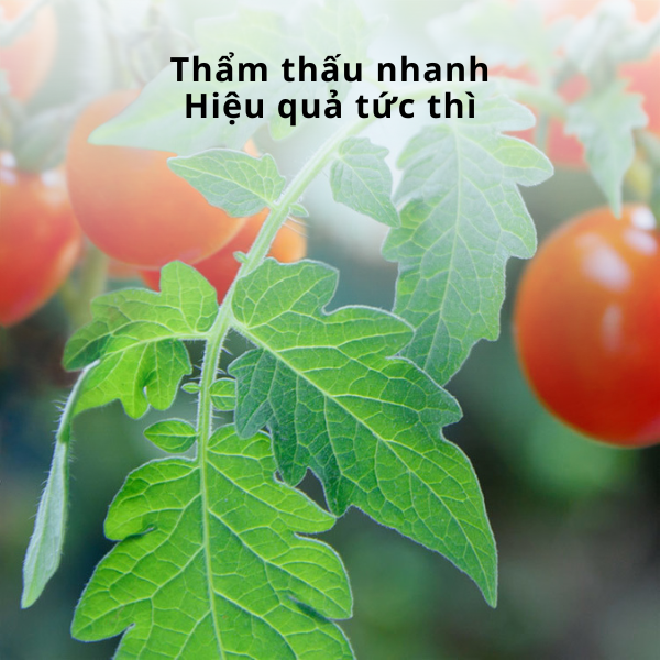 Vi lượng EDDHA Fe 6% - ảnh 2