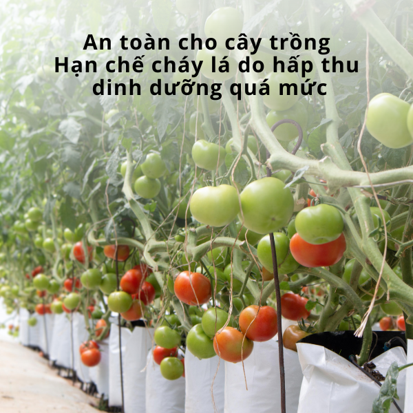 Vi lượng EDDHA Fe 6% - ảnh 4