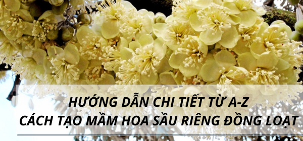 HƯỚNG DẪN CHI TIẾT TỪ A-Z CÁCH TẠO MẦM HOA SẦU RIÊNG ĐỒNG LOẠT