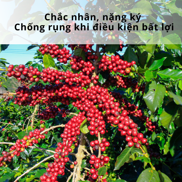 CYTOGREEN FRUIT K60 - ảnh 4