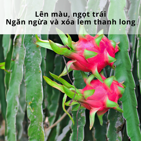 CYTOGREEN FRUIT K60 - ảnh 2