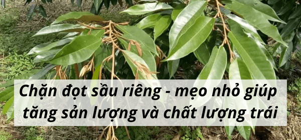 Chặn đọt sầu riêng - mẹo nhỏ giúp tăng sản lượng và chất lượng trái