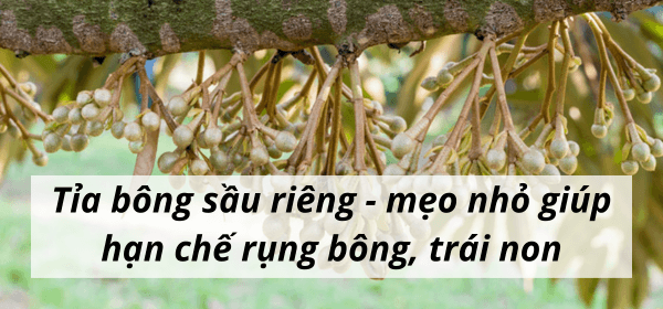Tỉa bông sầu riêng – mẹo nhỏ giúp hạn chế rụng bông, trái non