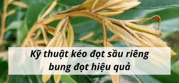 Kỹ thuật kéo đọt sầu riêng – bung đọt hiệu quả