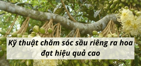 Kỹ thuật chăm sóc sầu riêng ra hoa đạt hiệu quả cao