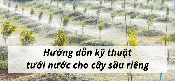 Hướng dẫn kỹ thuật tưới nước cho cây sầu riêng