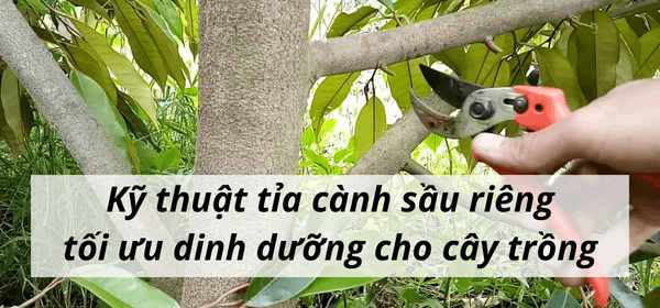Kỹ thuật tỉa cành sầu riêng – tối ưu dinh dưỡng cho cây trồng