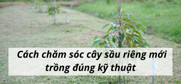 Cách chăm sóc cây sầu riêng mới trồng đúng kỹ thuật