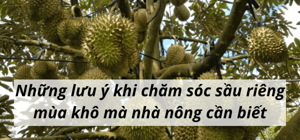 Những lưu ý khi chăm sóc sầu riêng mùa khô mà nhà nông cần biết