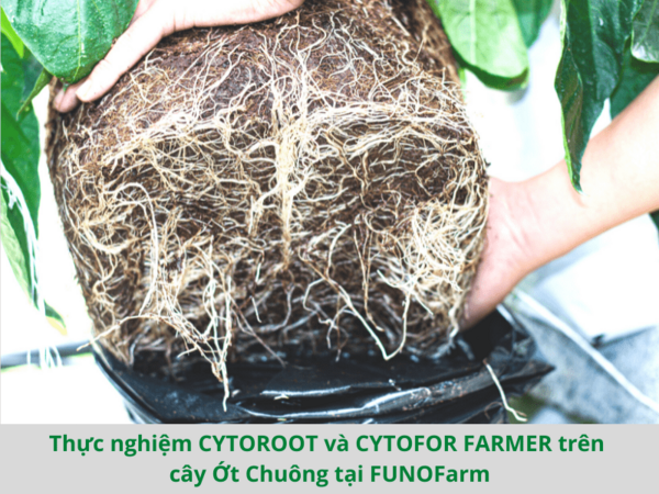 Phân bón ra rễ, dưỡng cây