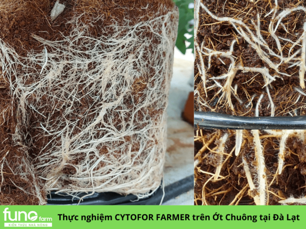 CYTOFOR FARMER - ảnh 1