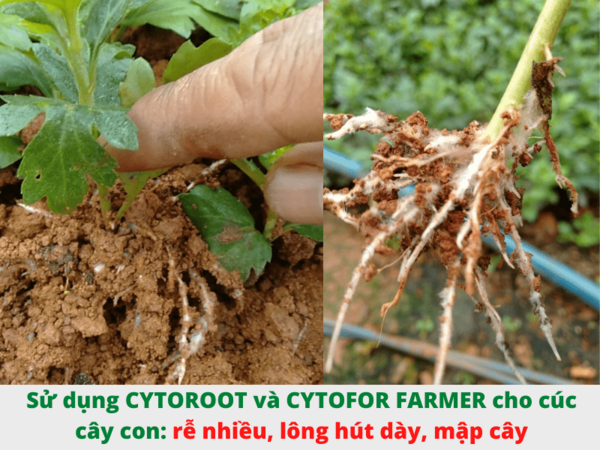 Phân bón hữu cơ CYTOROOT - ảnh 2