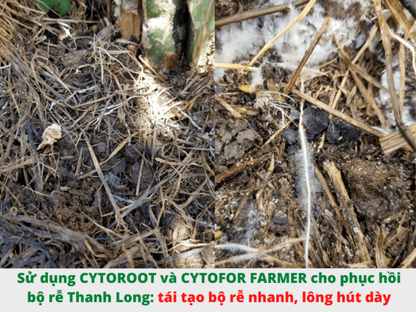 CYTOFOR FARMER - ảnh 2