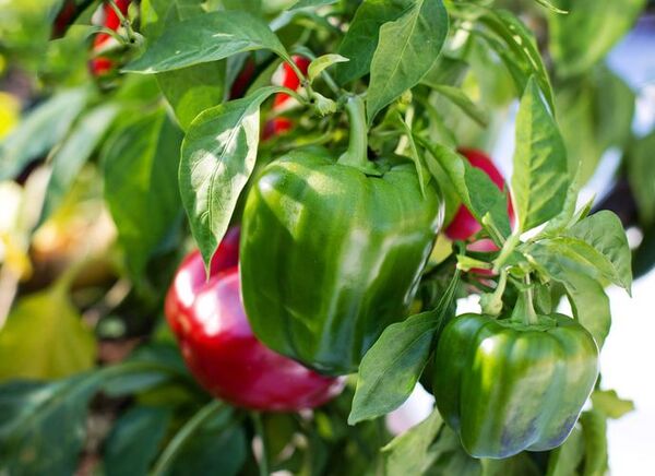 Sweet pepper post work together for higher yields