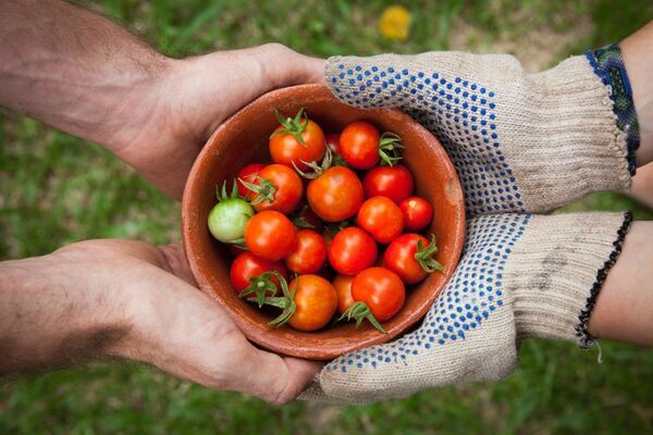 Tomato post work together for higher yields