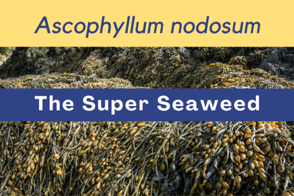 Ascophyllum nodosum: The Super Seaweed Boosting Plant Growth