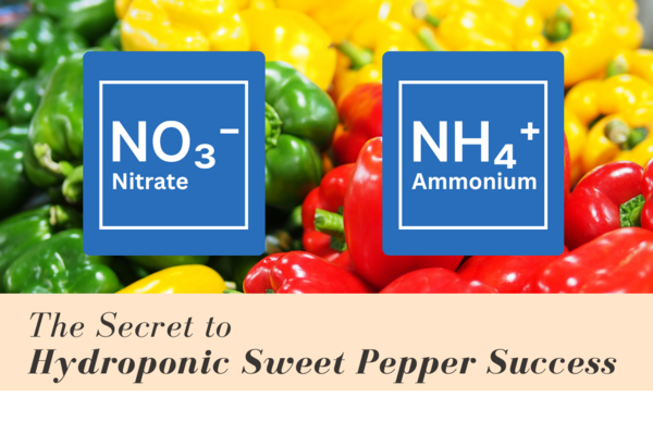 The Nitrate-Ammonium Balance: The Secret to Hydroponic Sweet Pepper Success