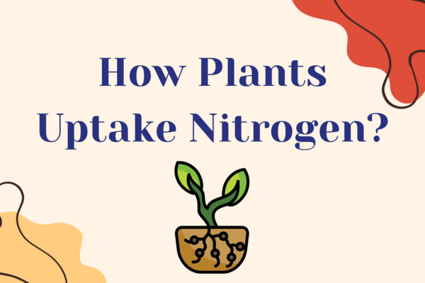 How Plants Uptake Nitrogen?