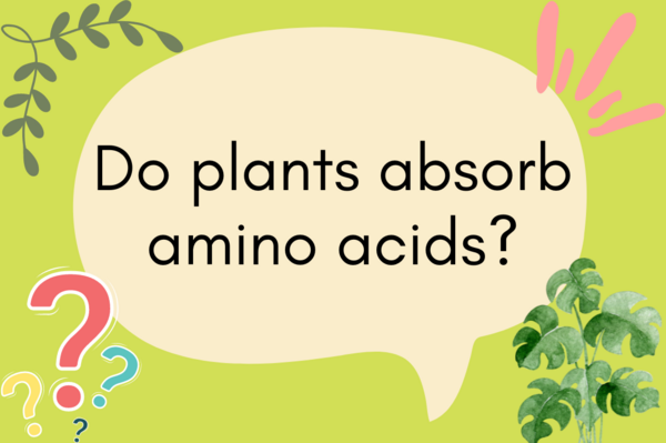 Do Plants Absorb Amino Acids?