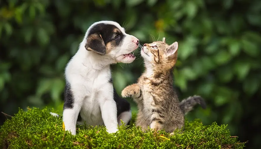 Pet power