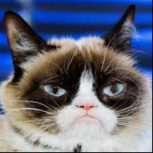 Grumpy Cat