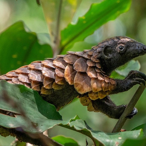 Black-Bellied Pangolin