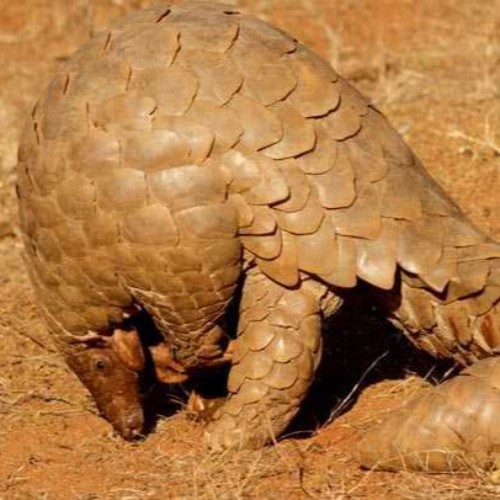 Indian Pangolin