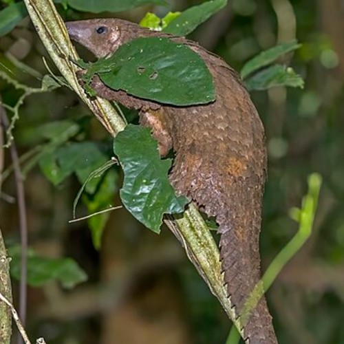 White-Bellied Pangolin