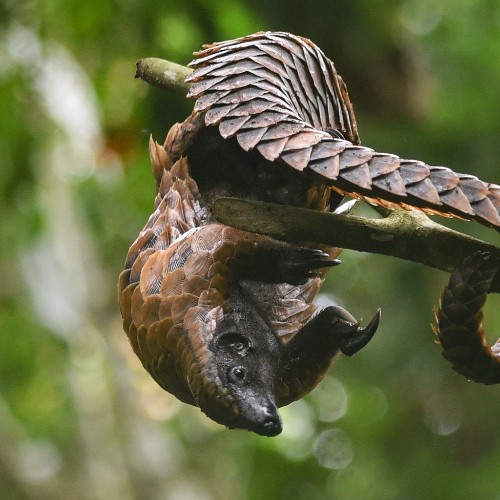 Black-Bellied Pangolin