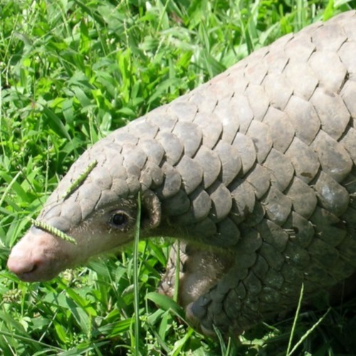 Chinese Pangolin
