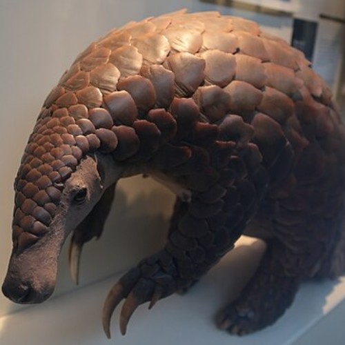Giant Pangolin
