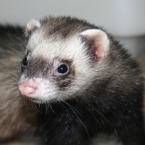 Ferret-Legging