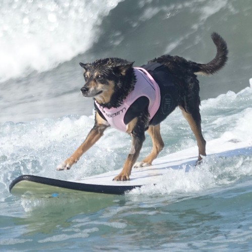 Dog Surfing