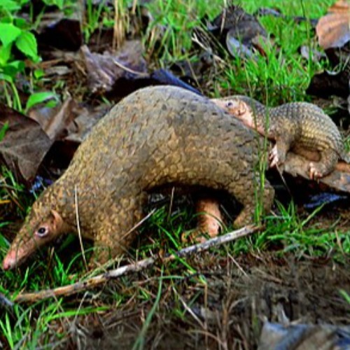 Philippine Pangolin