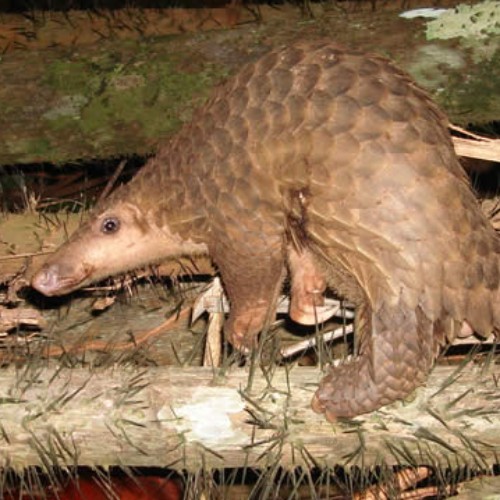 Sunda Pangolin