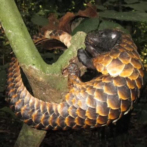 Black-Bellied Pangolin
