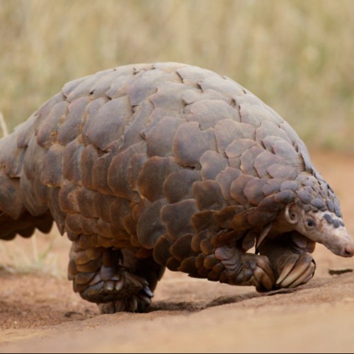 Ground Pangolin