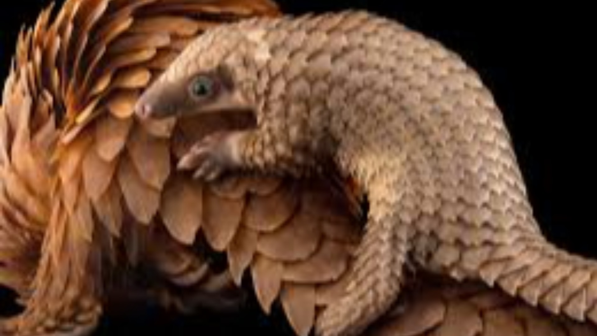 Pangolins