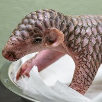 Pangolins