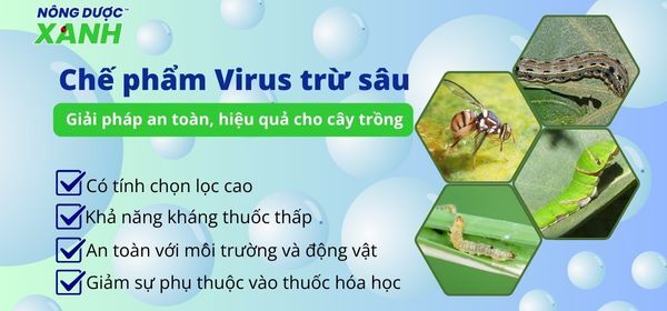 Chế phẩm virus trừ sâu - Giải pháp an toàn, hiệu quả cho cây trồng