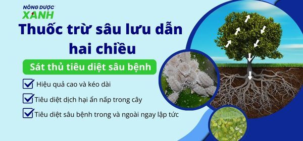 Thuốc trừ sâu lưu dẫn hai chiều - sát thủ tiêu diệt sâu bệnh