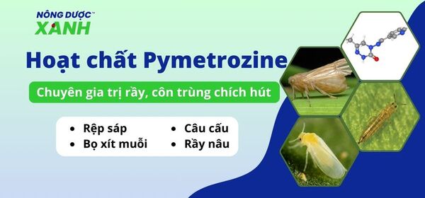 Hoạt chất Pymetrozine - Chuyên gia trị rầy, côn trùng chích hút