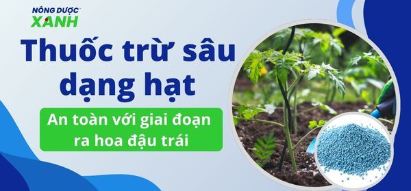 Thuốc trừ sâu dạng hạt lựa chọn an toàn trong giai đoạn ra hoa đậu trái