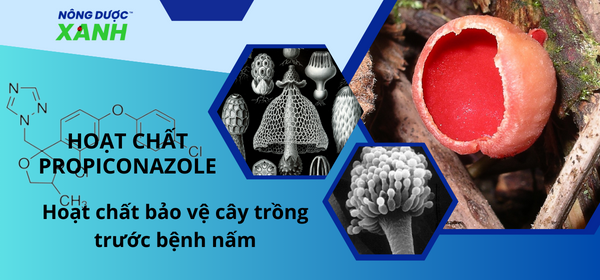 Hoạt chất Propiconazole - diệt trừ nấm bệnh phổ rộng hiệu quả